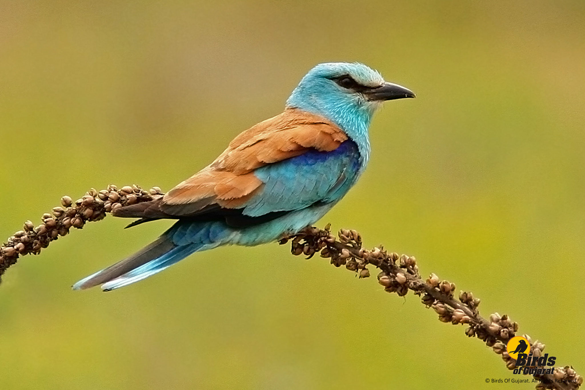 European Roller