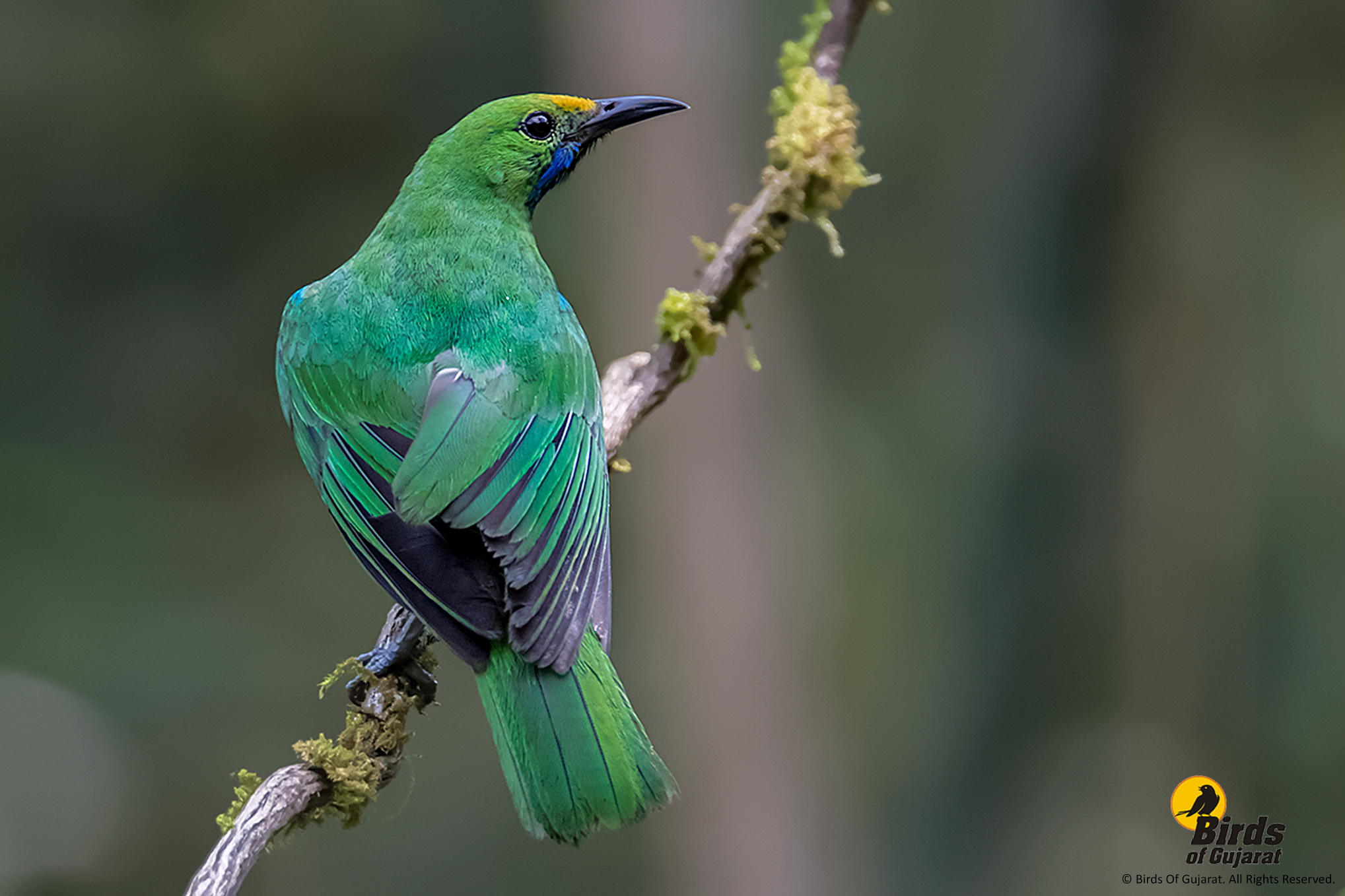 Golden-fronted Leafbird