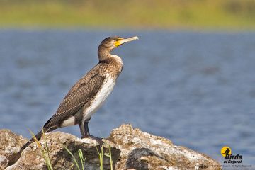 Great Cormorant