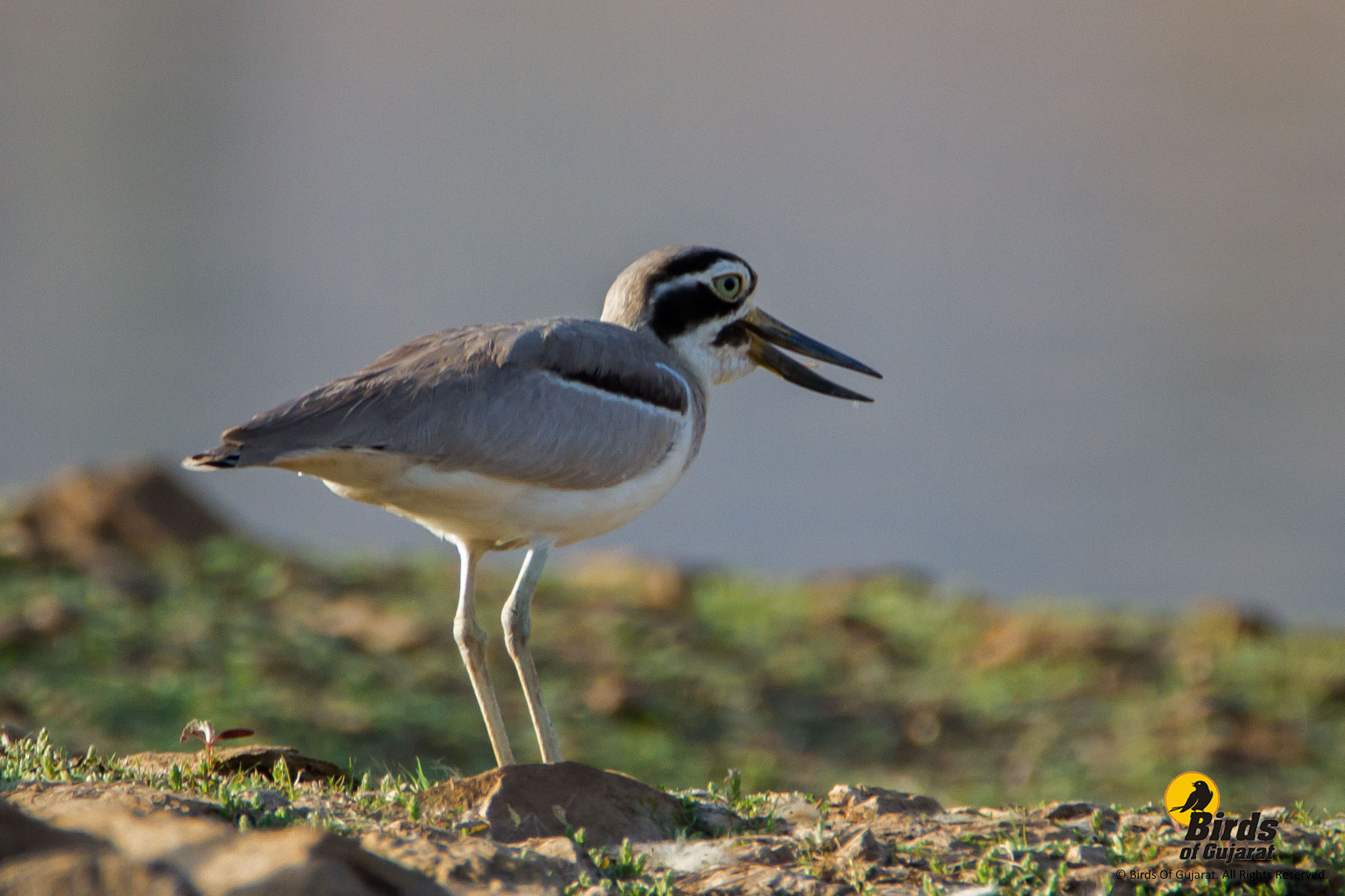 Great Thick-knee