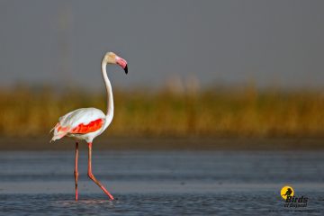 Greater Flamingo