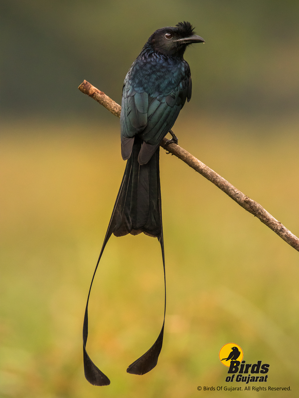 Greater Racket-tailed Drongo