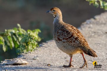 Grey Francolin