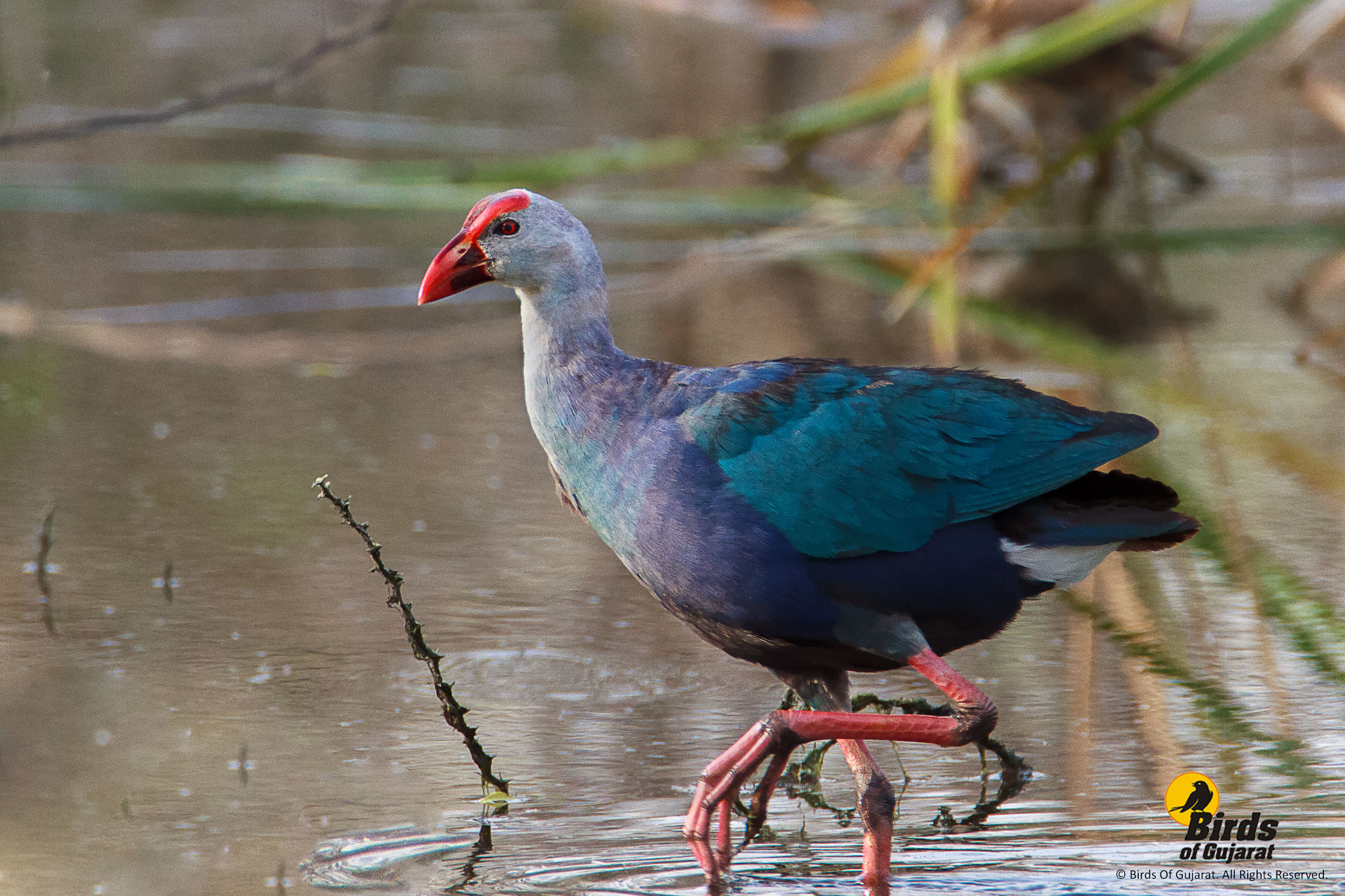 Grey-headed Swamphen