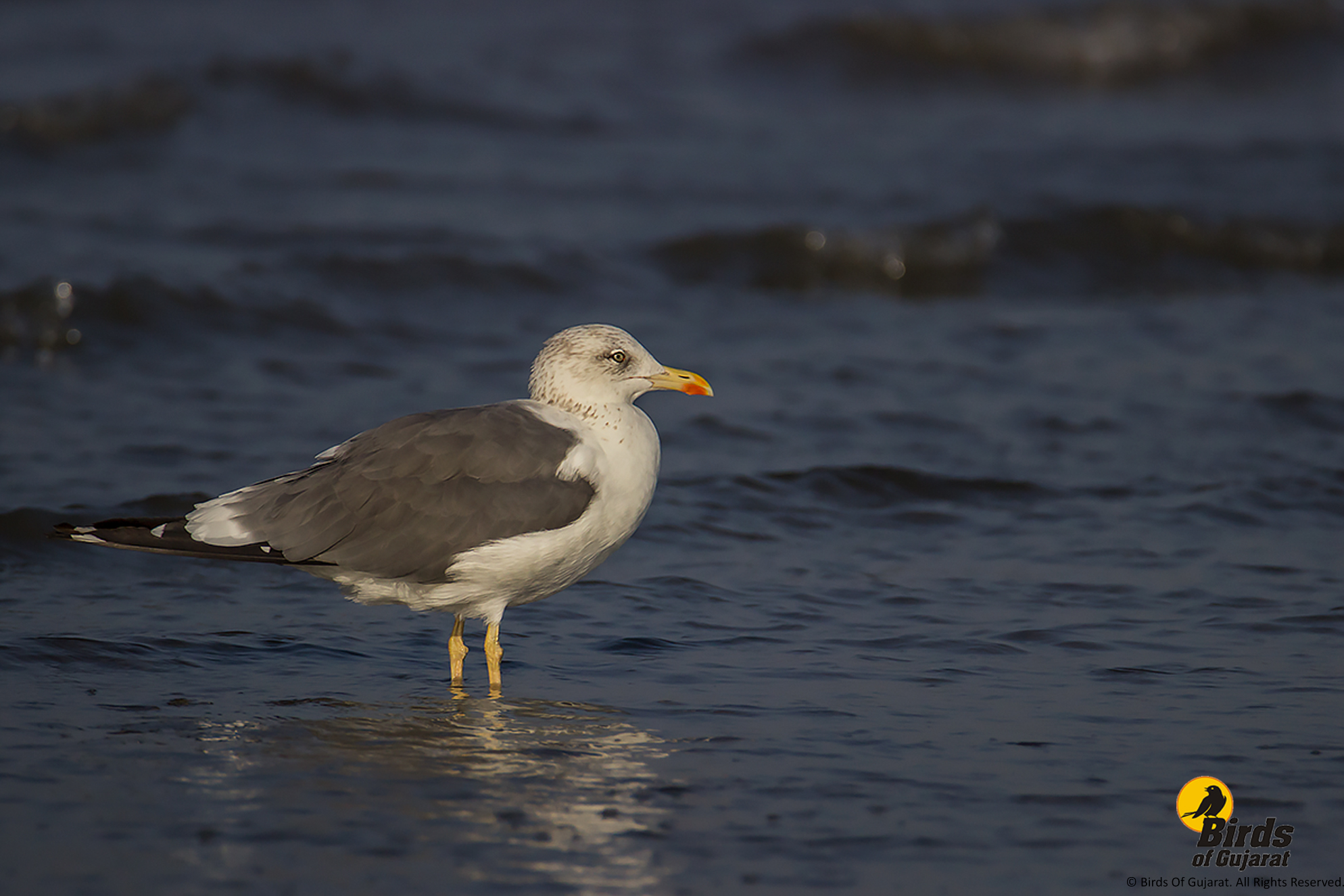 Heuglin's Gull