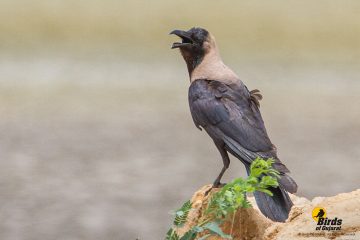 House Crow