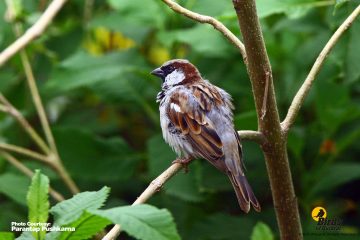 House Sparrow