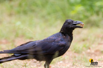 Indian Jungle Crow