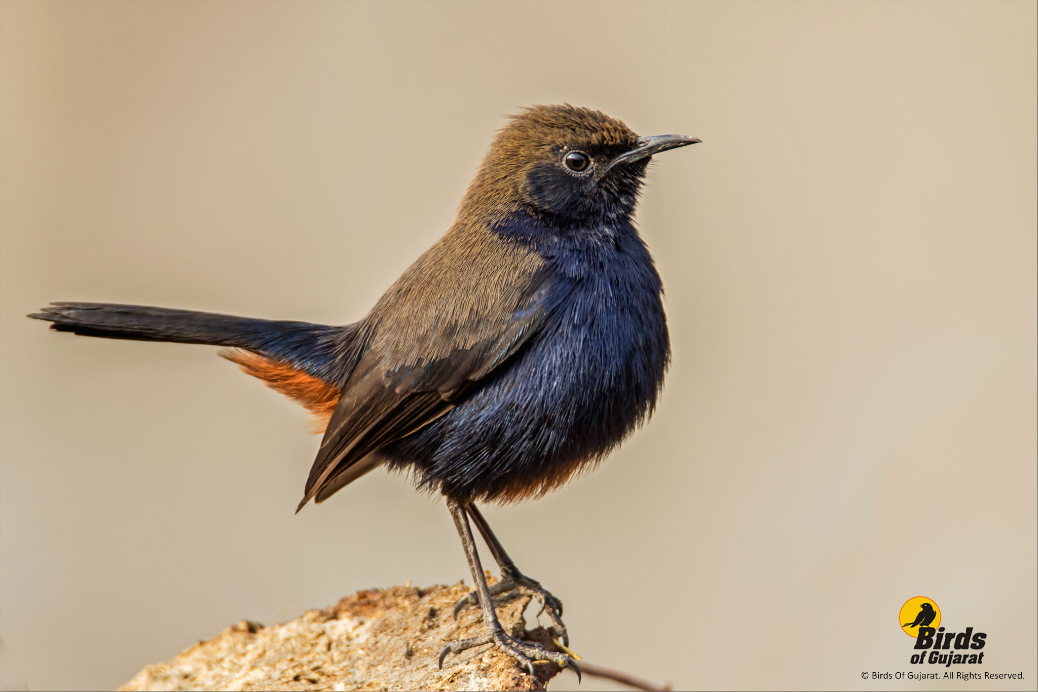 Indian Robin