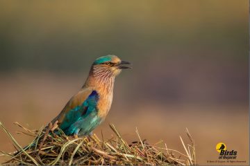 Indian Roller