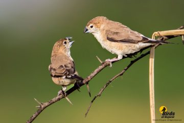 Indian Silverbill