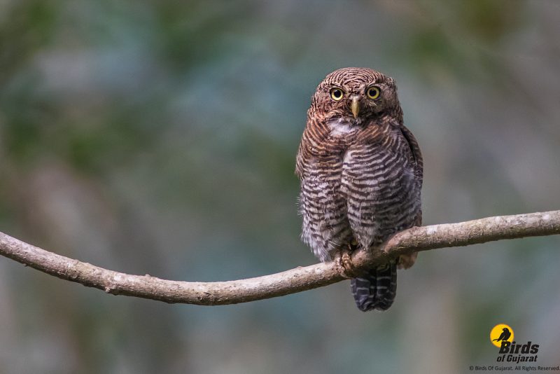 Jungle Owlet