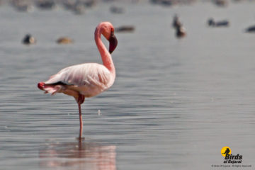 Lesser Flamingo