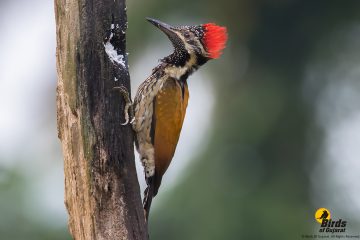 Lesser Golden-backed Woodpecker