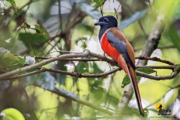 Malabar Trogon