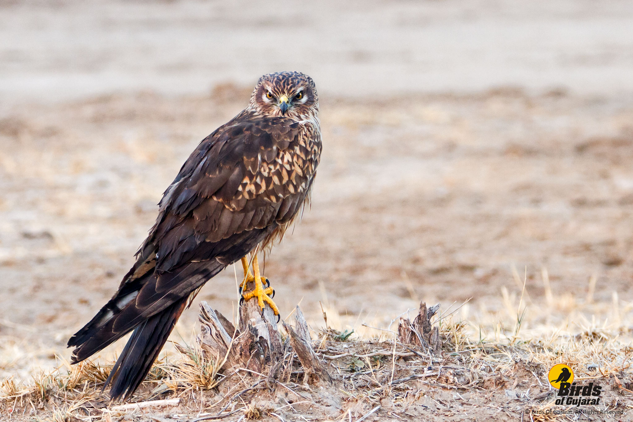 Montagu's Harrier