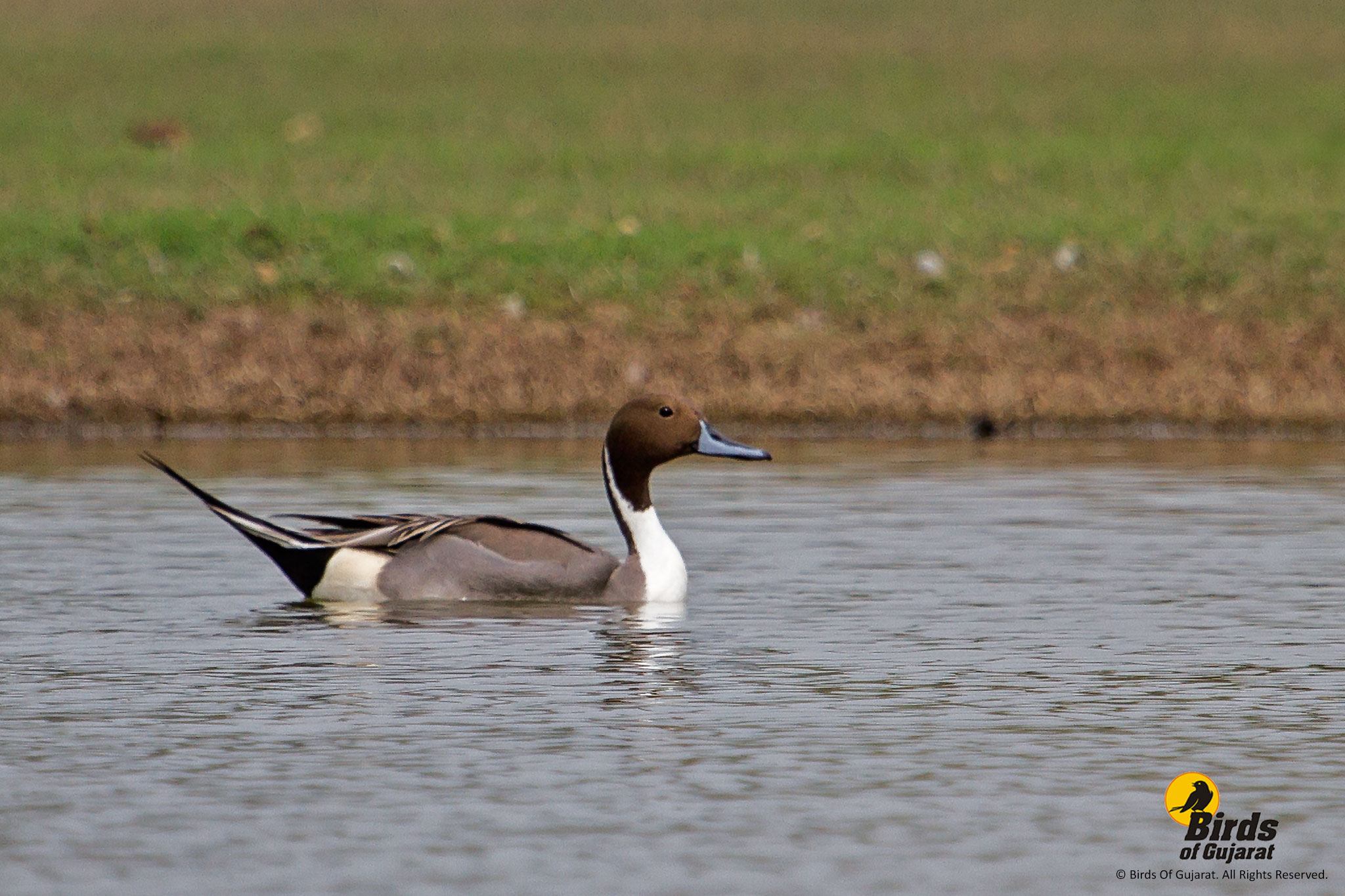 Northern Pintail