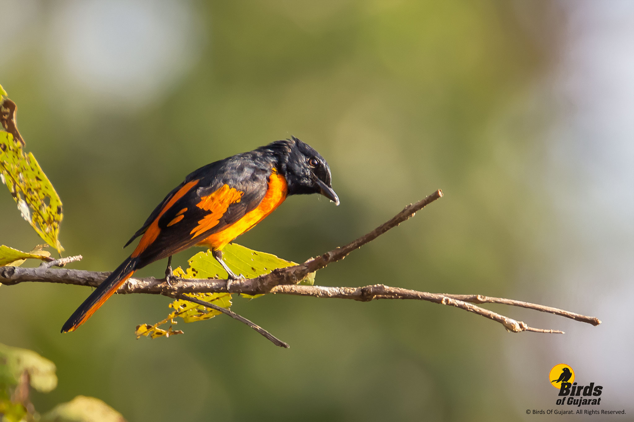 Orange Minivet