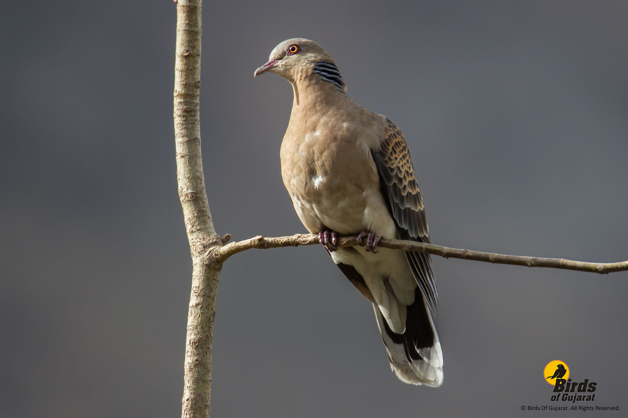 Oriental Turtle Dove