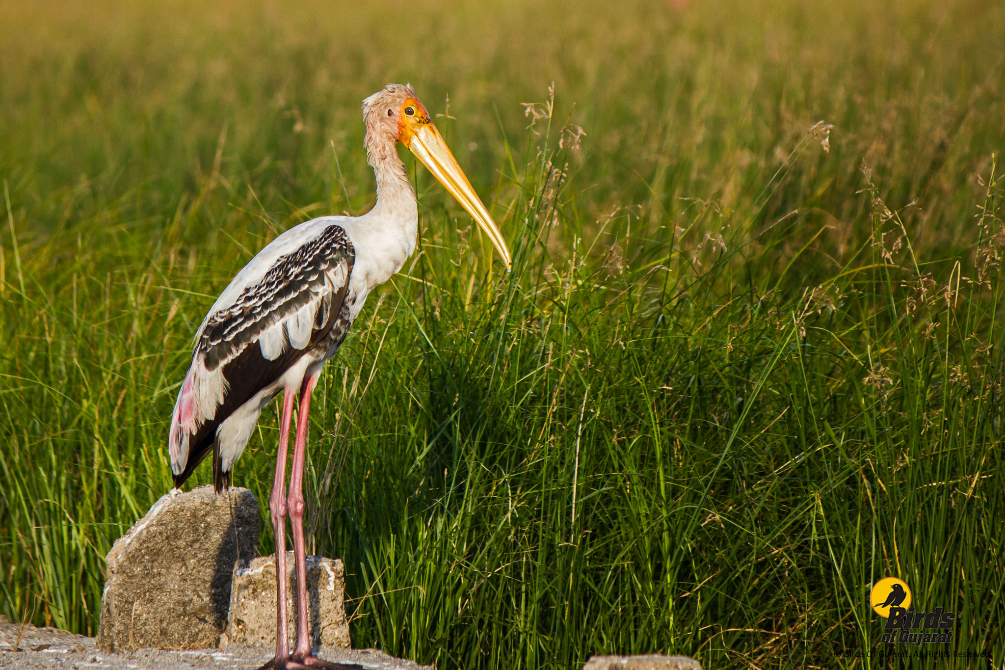 Painted Stork