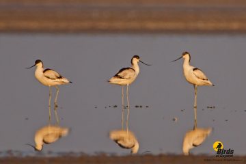 Pied Avocet