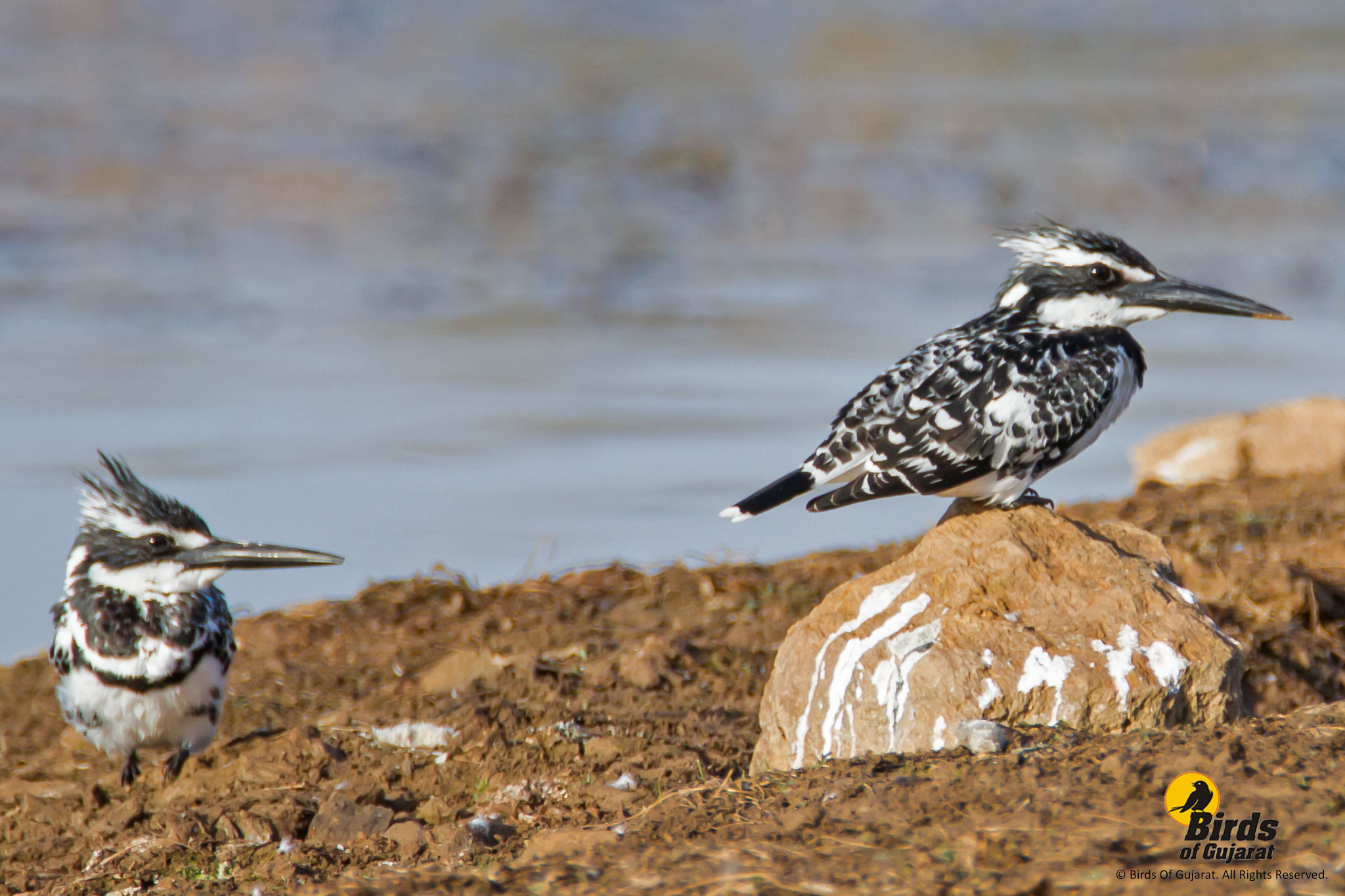 Pied Kingfisher