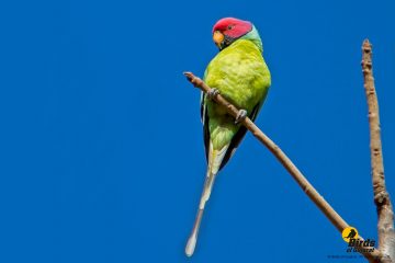 Plum-headed Parakeet