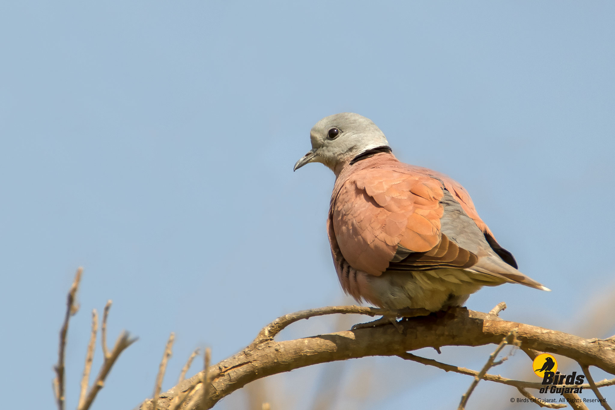 Red Collared Dove