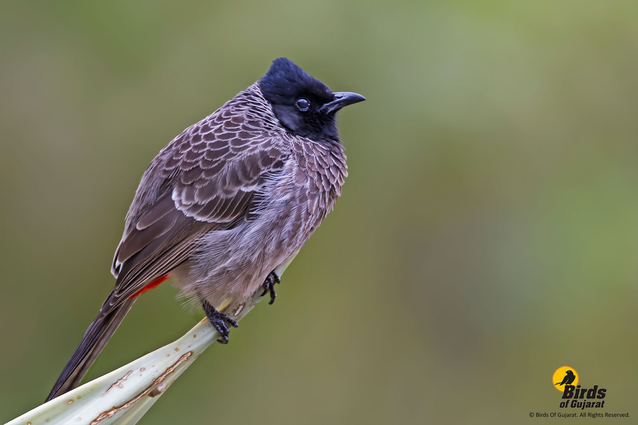 Red-vented Bulbul