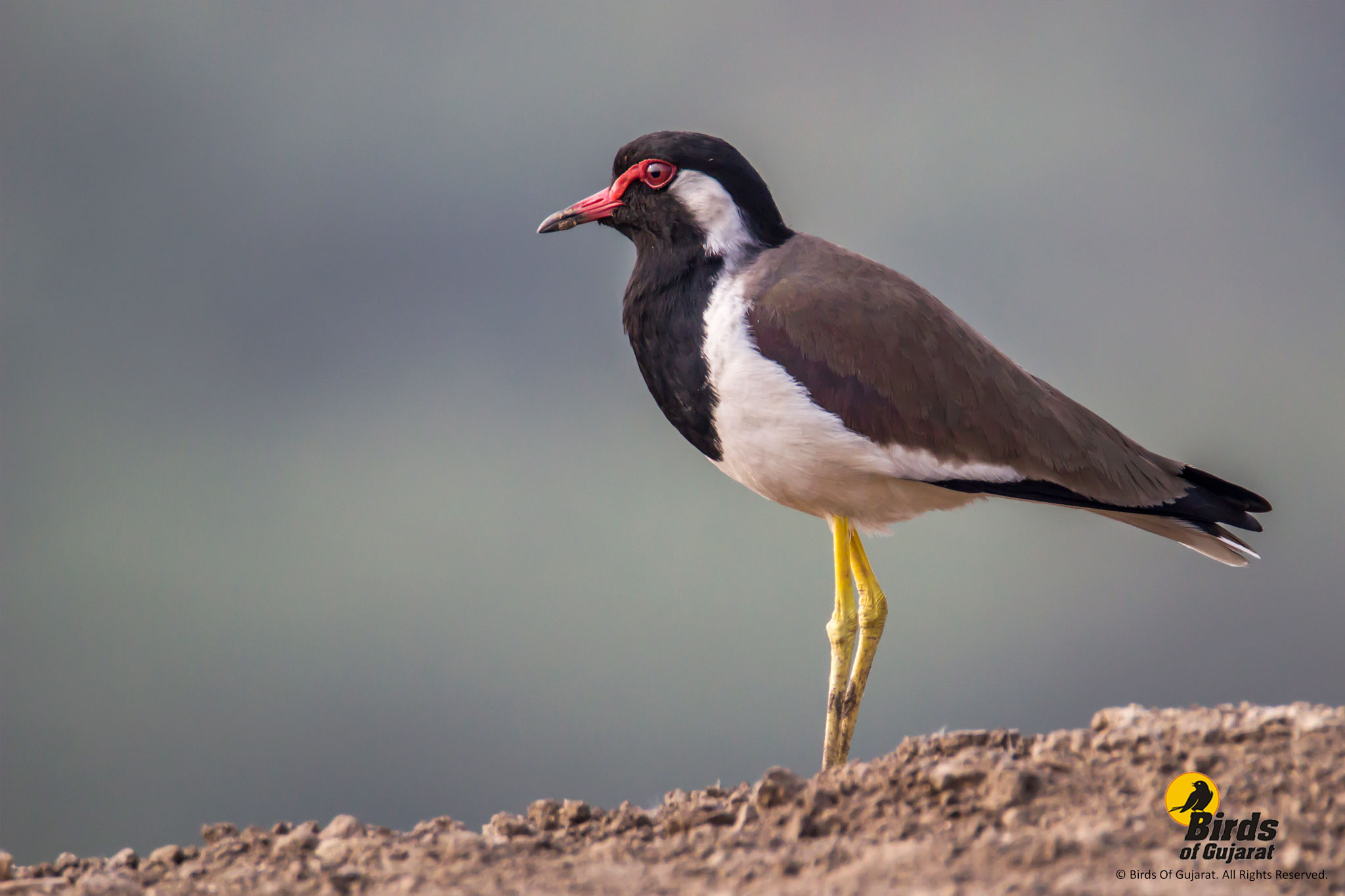 Red-wattled Lapwing