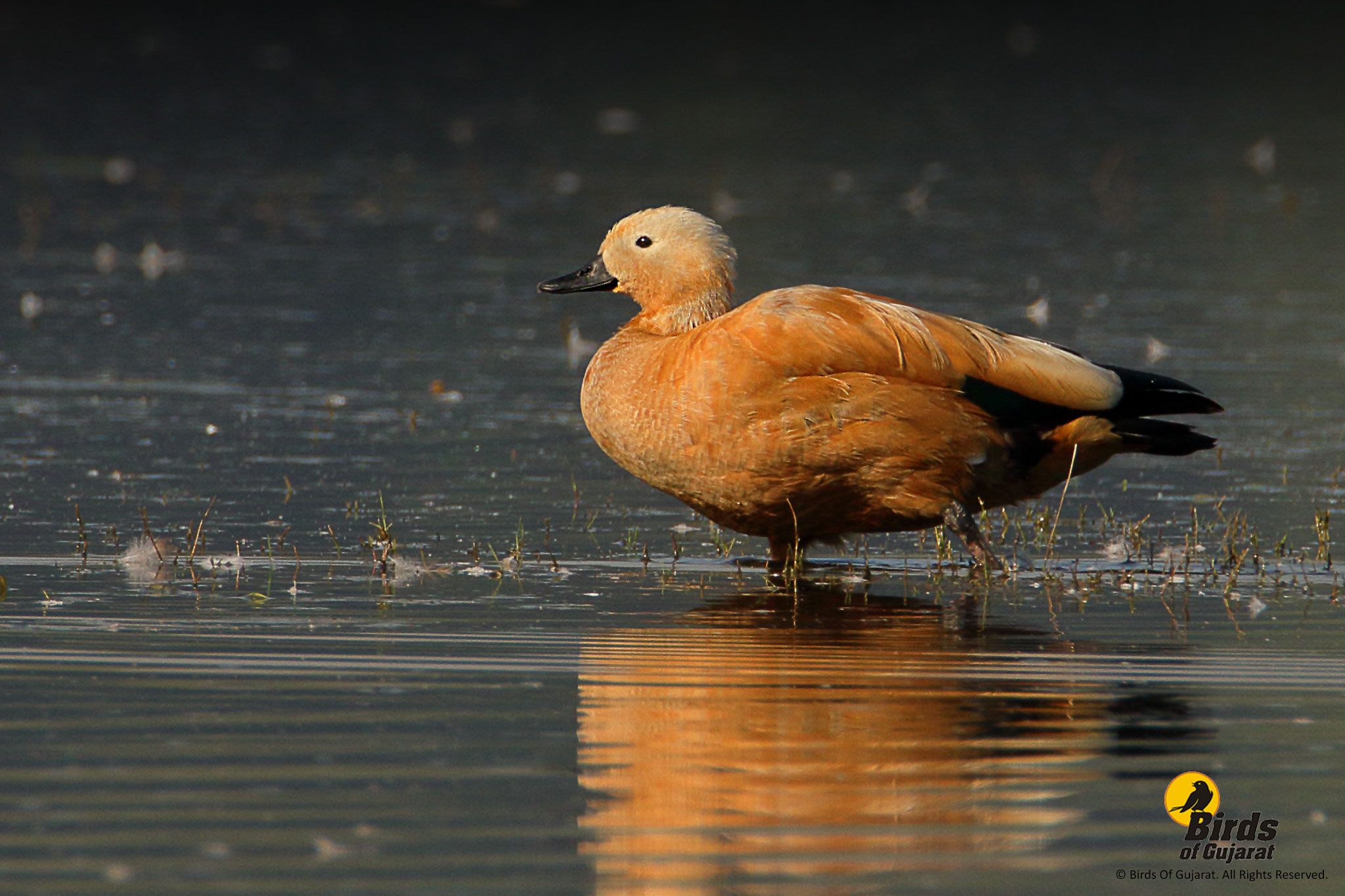 Ruddy Shelduck