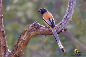 Rufous Treepie