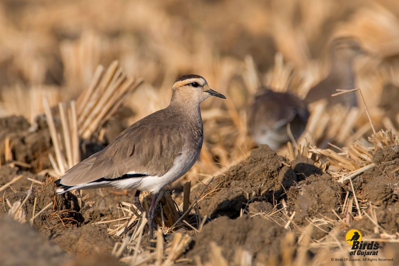 Sociable Lapwing