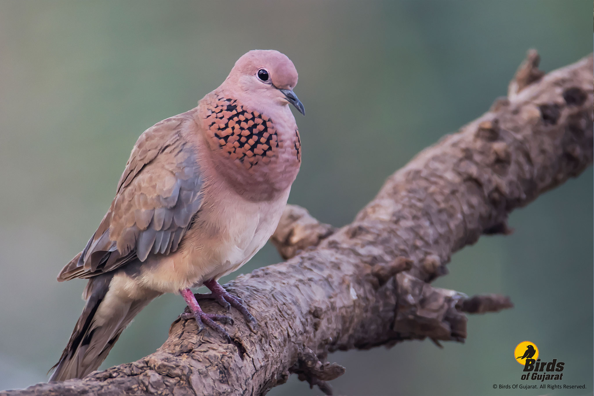 Spotted Dove