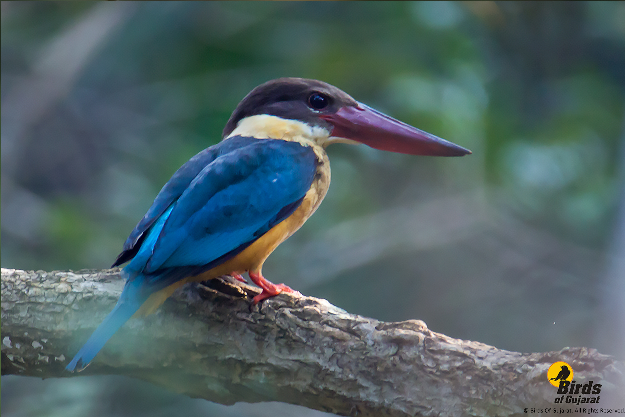 Stork-billed Kingfisher