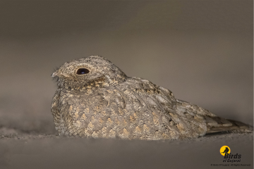 Syke's Nightjar