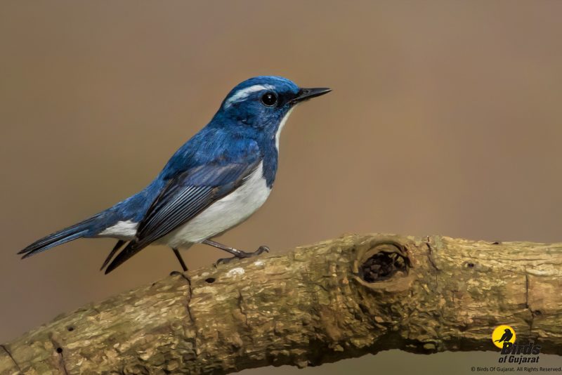 Ultramarine Flycatcher