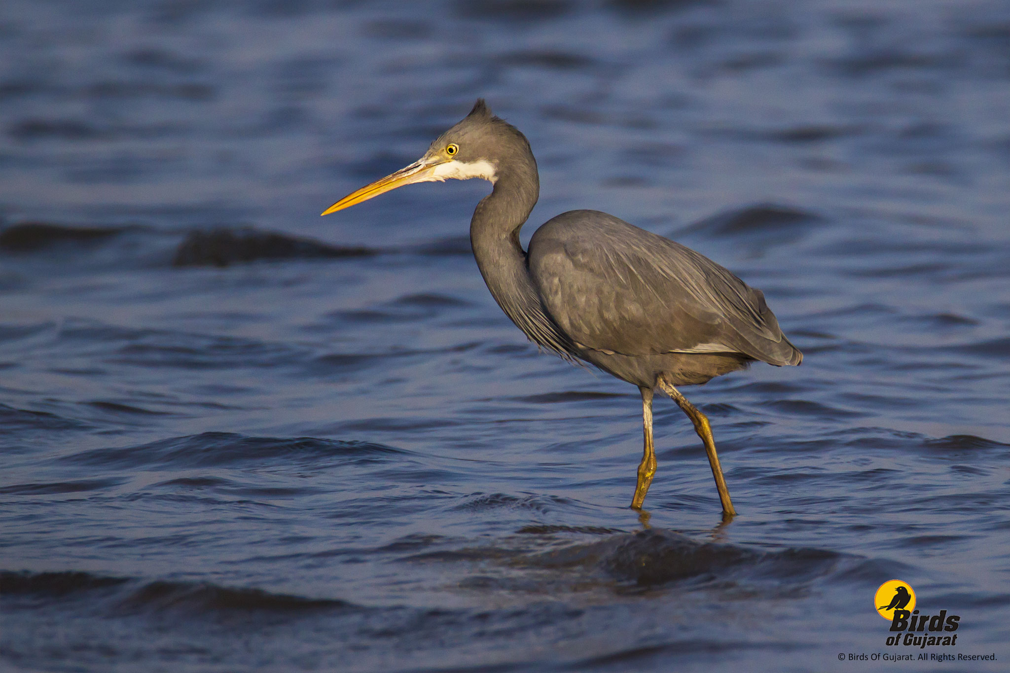 Western-reef Egret