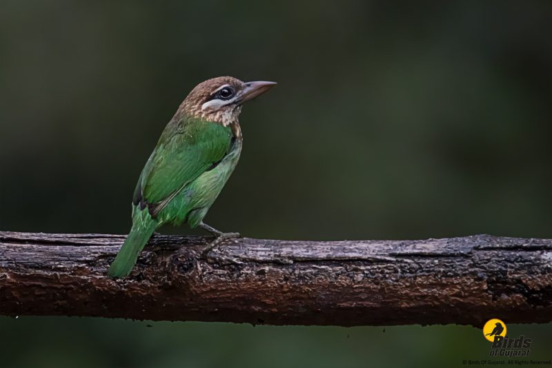 White-cheeked Barbet